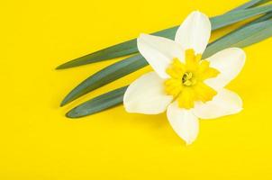 flor de narciso com pétalas brancas e amarelas. foto