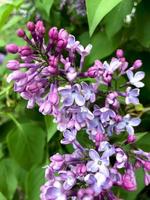 close-up de syringa de arbusto de flor lilás na rua. foto