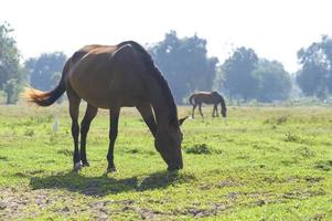 belos cavalos no pasto, paisagem de verão do país. foto