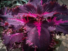 linda flor de coleus foto