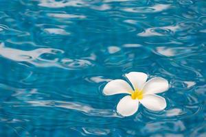 flor de plumeria na piscina foto