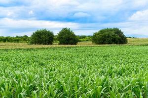 lindo campo de milho verde em fazenda agrícola orgânica e fundo de cordilheira foto