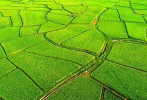 mapa da fazenda de arroz, vista aérea foto