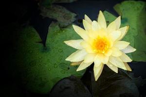 flor de lótus amarela bela lótus foto