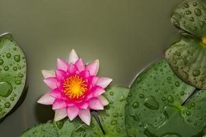 flor de lótus lótus bonita foto