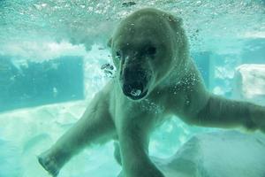 tóquio, japão - 12 de outubro de 2016 - urso polar debaixo d'água no zoológico de ueno, em tóquio, japão. é o zoológico mais antigo do Japão, inaugurado em 20 de março de 1882 foto