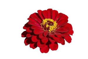 flor de crisântemo vermelha. flor isolada em um fundo branco. foto