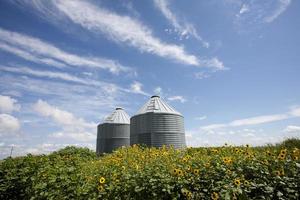 campo de girassol manitoba foto