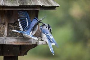 gaio azul no alimentador foto