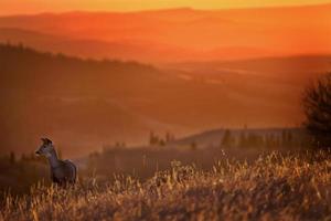 ciprestes pôr do sol veado foto