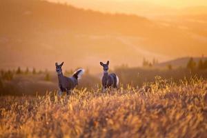 ciprestes pôr do sol veado foto