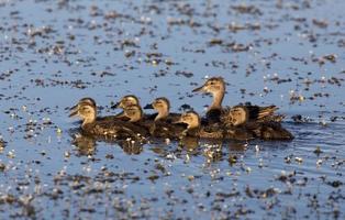 mãe pato e bebês foto