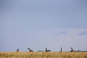 pradarias de gansos do canadá foto