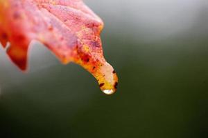 maple de açúcar de folhas de outono foto