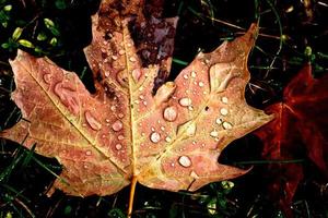 maple de açúcar de folhas de outono foto