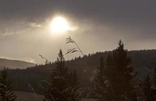 Cypress Hills Alberta Saskatchewan foto