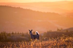 ciprestes pôr do sol veado foto