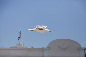 gaivota voando sobre o telhado na grécia. foto