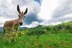 burro nos prados dos pré-alpes de bergamo, itália foto