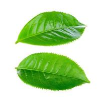 folha de chá verde em fundo branco foto