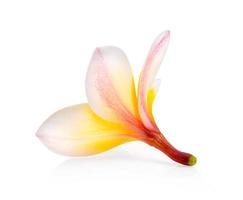 frangipani isolado no fundo branco foto