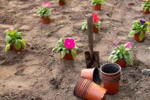 trabalha no jardim e canteiro de flores - plantando flores de vasos temporários no chão. conceito de jardinagem de primavera foto