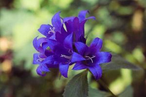 closeup de botões de flores desabrochando azul-violeta no jardim primavera ao ar livre foto