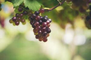 uvas no campo. foto