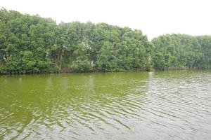 árvores de mangue na beira do pântano foto