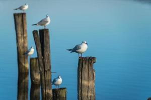 gaivotas em postes de madeira em um lago azul foto