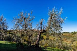 oliveiras na toscana, itália, época de colheita, outonal foto