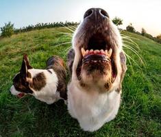 cachorro corgi engraçado fotografado com uma lente olho de peixe, proporções distorcidas engraçadas do focinho foto