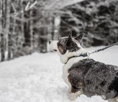 engraçado corgi na floresta de inverno brinca com neve. foto