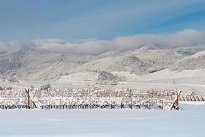 vinhas da Alsácia sob forte neve em um dia ensolarado de inverno. detalhes e vista superior. foto