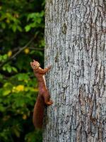 lindo esquilo vermelho jovem no tronco de uma árvore enorme. foto