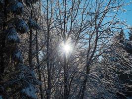 bela floresta nevada nas montanhas vosges. foto