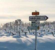 vinhas da Alsácia sob forte neve em um dia ensolarado de inverno. detalhes e vista superior. foto