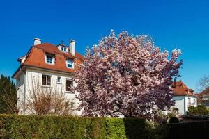 bela magnólia rosa em estrasburgo, primavera, alsácia foto