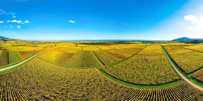 vista panorâmica das belas vinhas da alsácia no outono. a cor amarela brilhante prevalece. foto