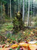 cores brilhantes de outono nas montanhas vosges. Alsácia. foto