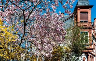 bela magnólia rosa em estrasburgo, primavera, alsácia foto