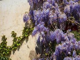 floração de glicínias. impressionantes trepadeiras lilás. tempo ensolarado. estrasburgo. o conforto e a beleza de um dia de primavera em um bairro tranquilo da cidade. foto