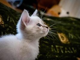 gatinho branco com olhos azuis em um sofá foto