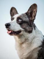 lindo cão corgi cinza mostra postura padrão e retrato b treinamento de animais de estimação foto