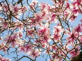 magnólias cor-de-rosa deslumbrantes florescem nos jardins de Estrasburgo. enormes flores delicadas. foto