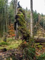 cores brilhantes de outono nas montanhas vosges. Alsácia. foto