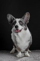 lindo cachorro corgi cinza com diferentes olhos coloridos closeup retrato emocional foto