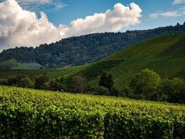 as uvas estão maduras. temporada de vindima. vinificação na Alsácia. foto