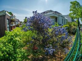 florescendo lilás nos jardins de Estrasburgo. ternura e beleza da primavera. o sol. foto