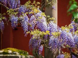 floração de glicínias. impressionantes trepadeiras lilás. tempo ensolarado. estrasburgo. o conforto e a beleza de um dia de primavera em um bairro tranquilo da cidade. foto